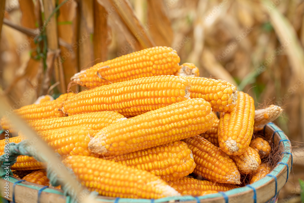 Corn cobs in burlap sack left at the field corn farm. Dry Corn field Plant  Agriculture Farming and gardening.