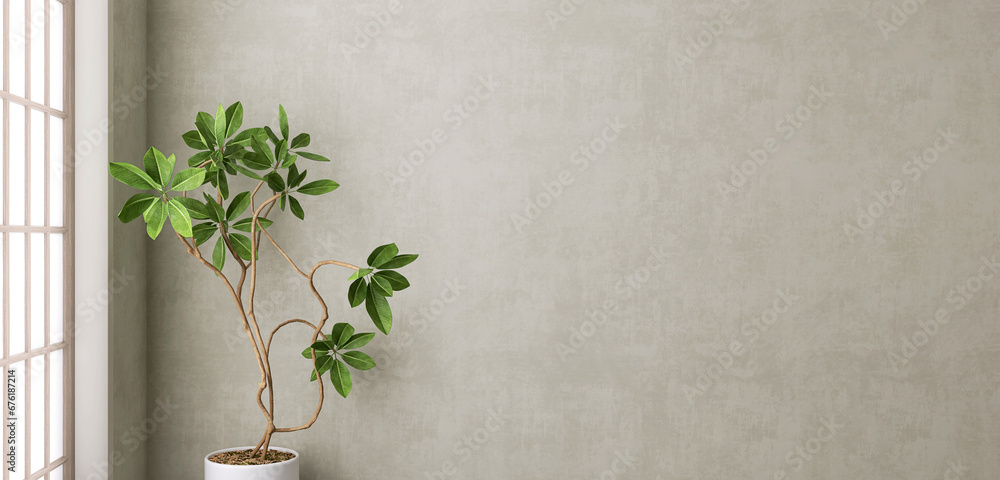 Green tropical tree in soft sunlight from shoji window on blank gray polished cement wall for luxury organic cosmetic, skincare, body care, beauty product background, interior design decoration 3D