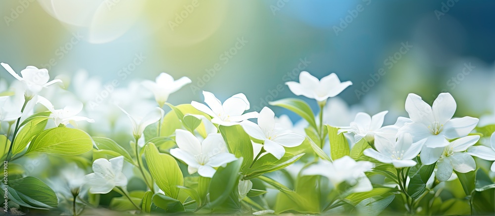 The background of the white flower in the summer garden adds to the overall beauty of nature with its vibrant green leaves and pops of blue color creating a stunning wallpaper reminiscent o