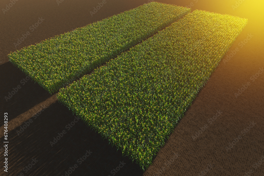 Aerial view of a green corn field. Corn plant with cobs in 3D