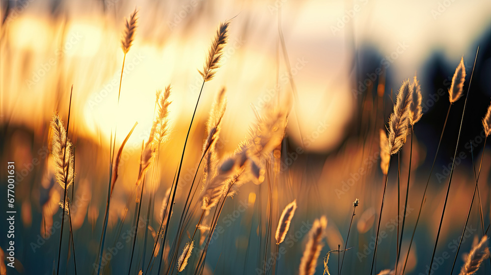 Wild grass in the forest at sunset, sunset in the field,Abstract summer nature background