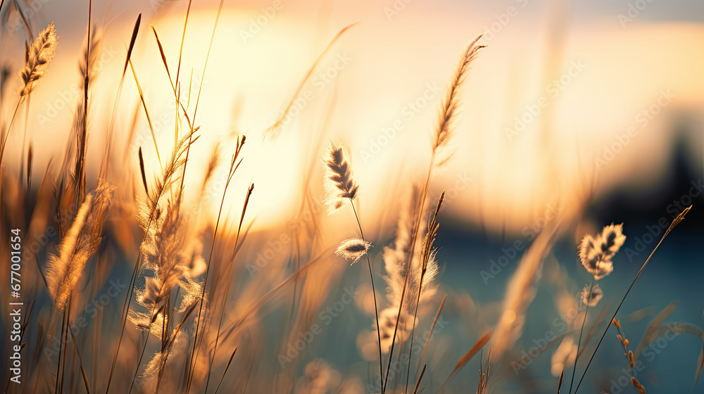 Wild grass in the forest at sunset, sunset in the field,Abstract summer nature background