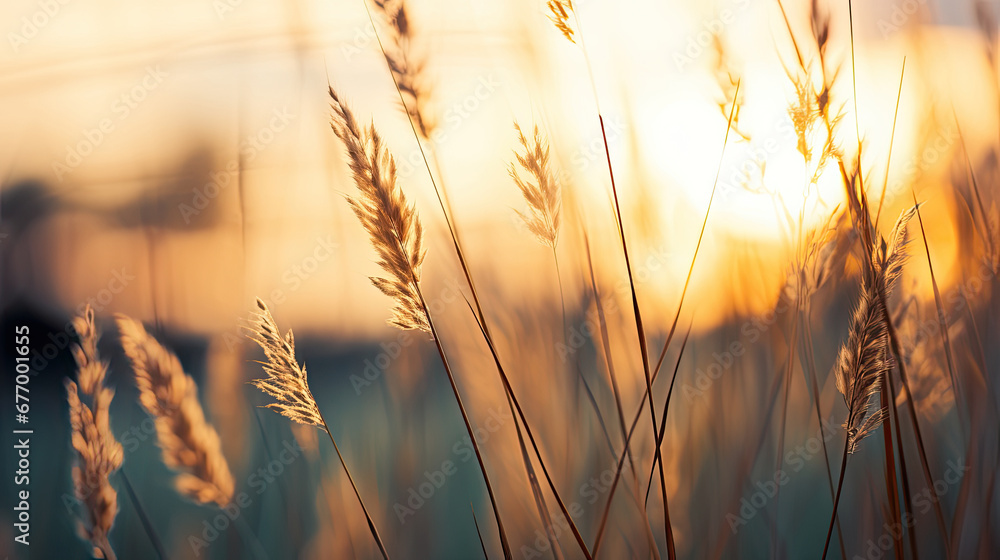 Wild grass in the forest at sunset, sunset in the field,Abstract summer nature background