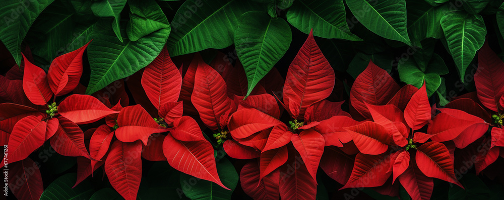 Red poinsettia flowers Christmas decorations