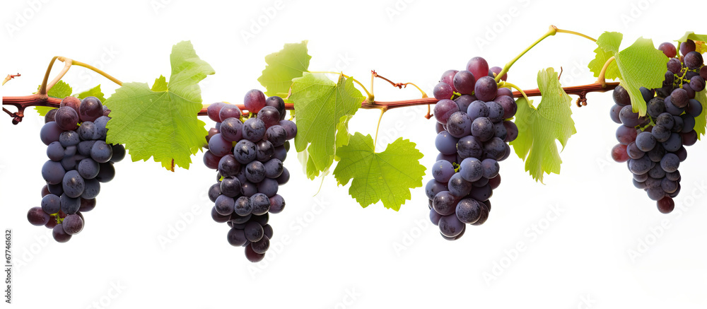 red grapes on a branch with leaves isolated on a white background,Full depth of field.