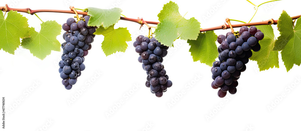 red grapes on a branch with leaves isolated on a white background,Full depth of field.