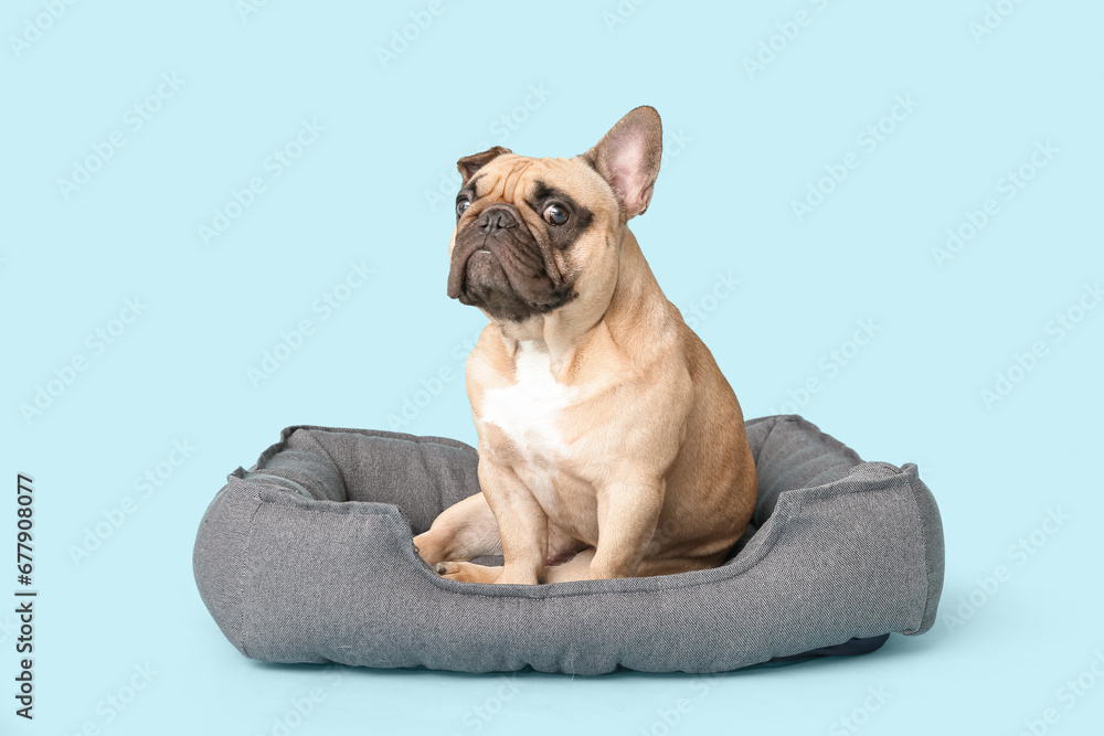 Cute French bulldog in pet bed on blue background