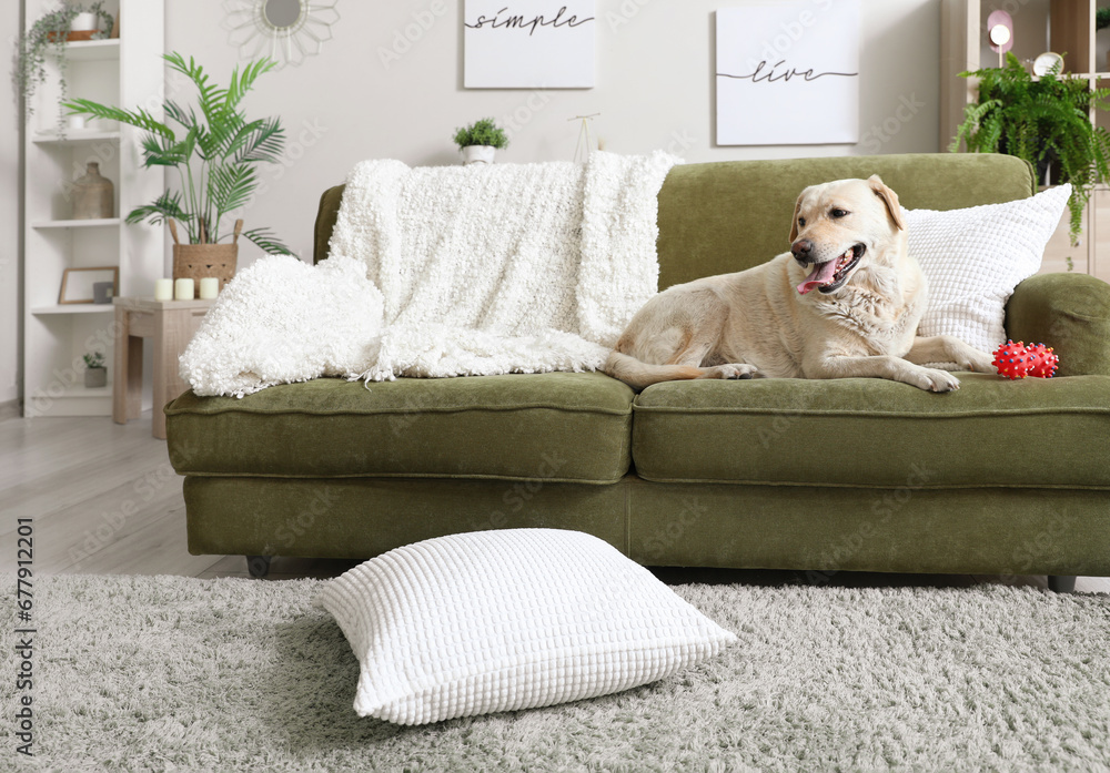 Cute Labrador dog with pet toy lying on sofa in living room