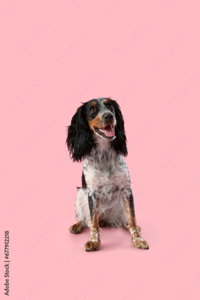 Cute cocker spaniel dog sitting on pink background