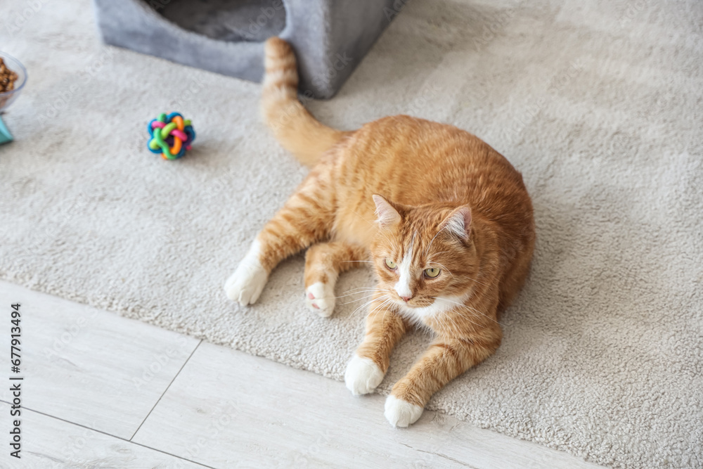 Cute cat lying on carpet at home