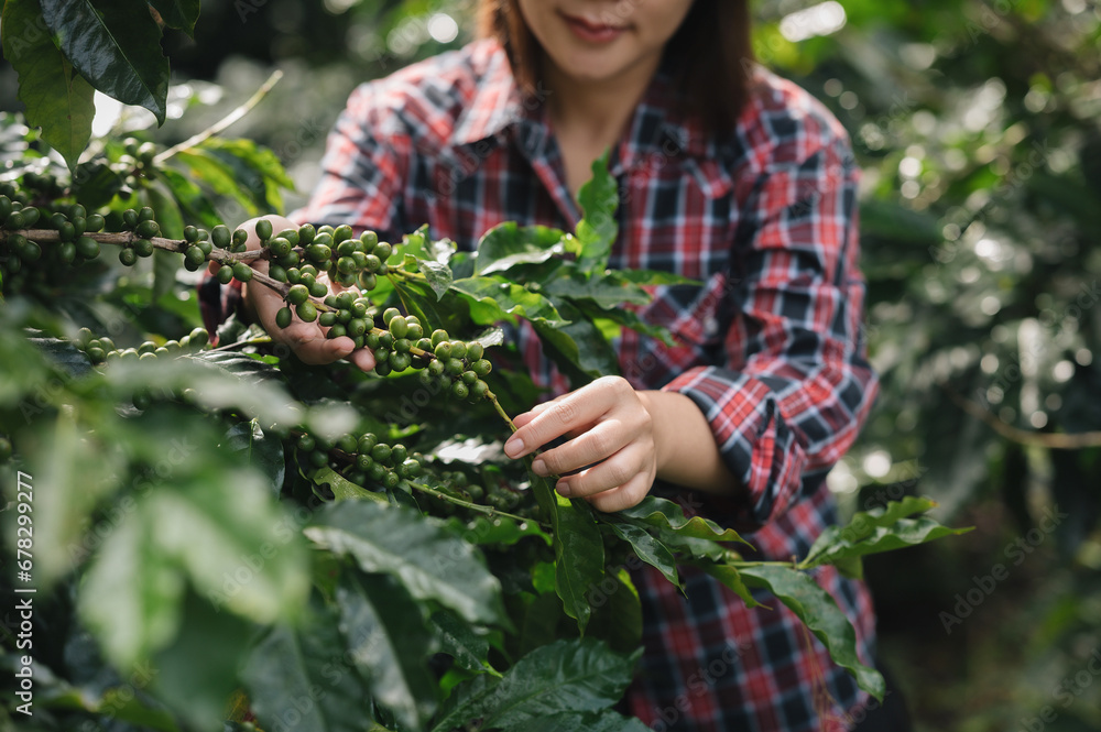 The focus is on the hands of an Asian Chinese woman harvesting organic coffee beans that must be harvested by hand during the harvest season.