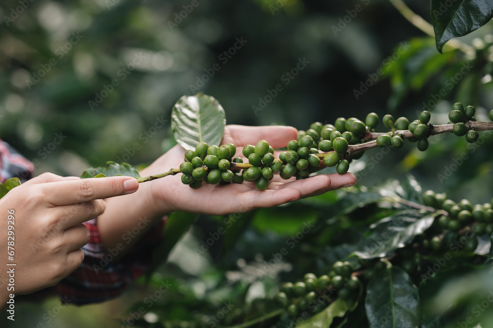 The focus is on the hands of an Asian Chinese woman harvesting organic coffee beans that must be harvested by hand during the harvest season.