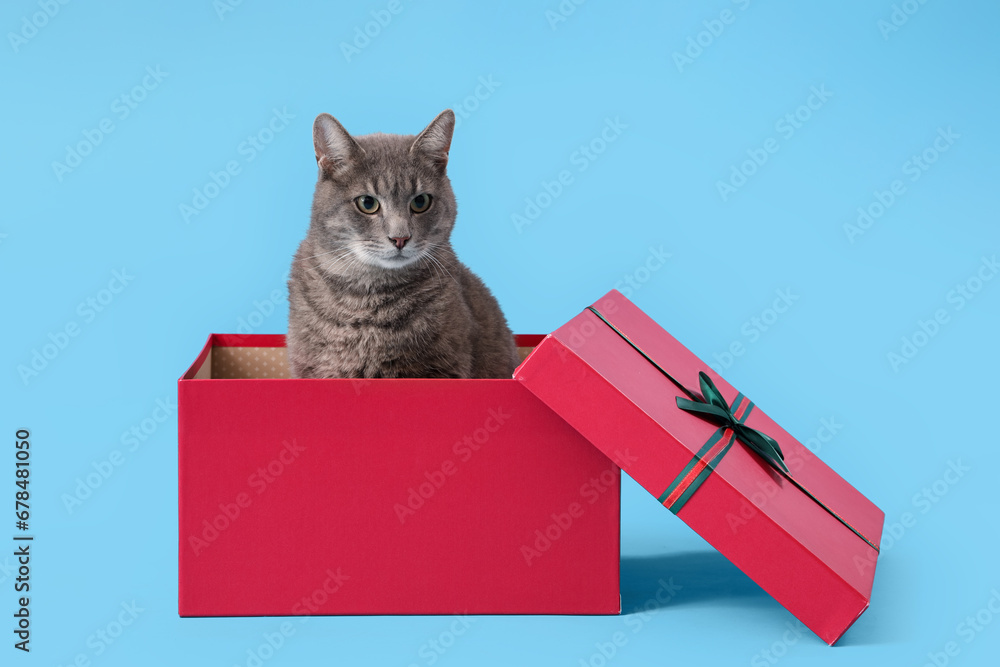 Cute cat in Christmas gift box on blue background