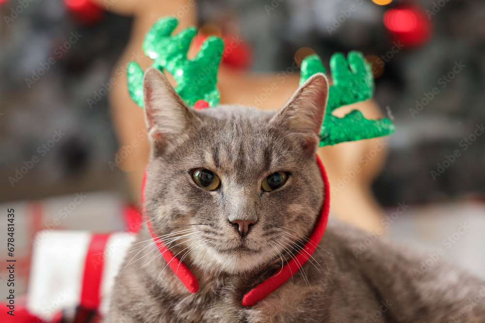 Cute cat in reindeer horns at home on Christmas eve, closeup