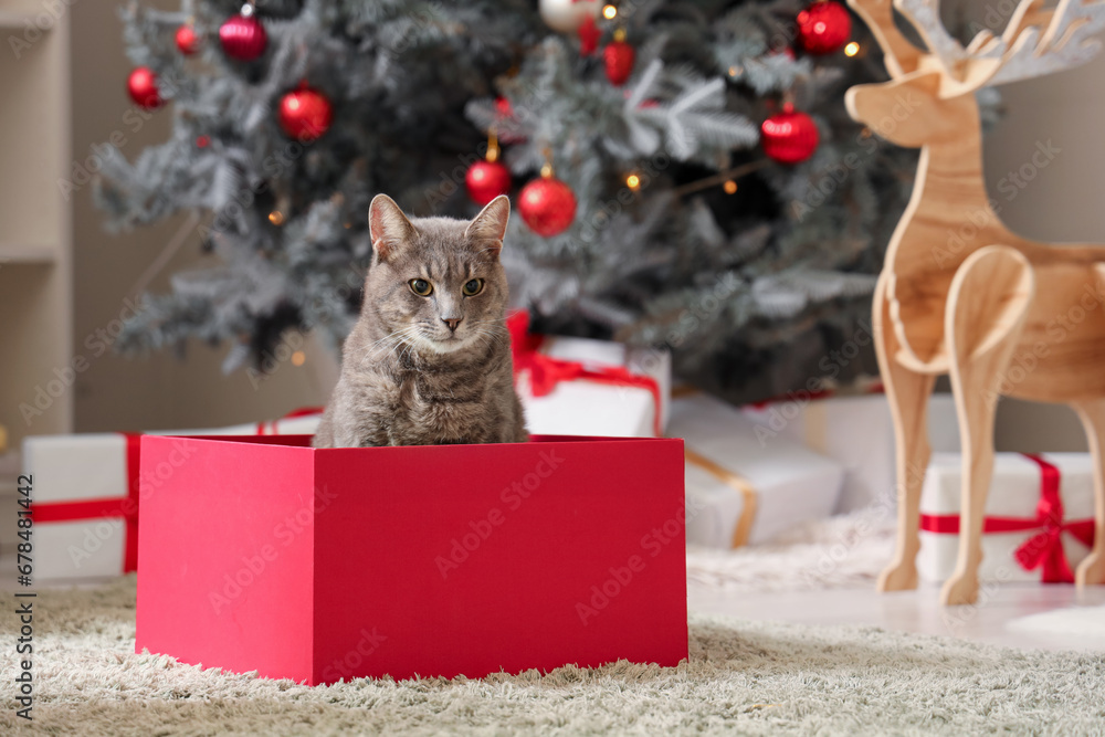 Cute cat in gift box at home on Christmas eve