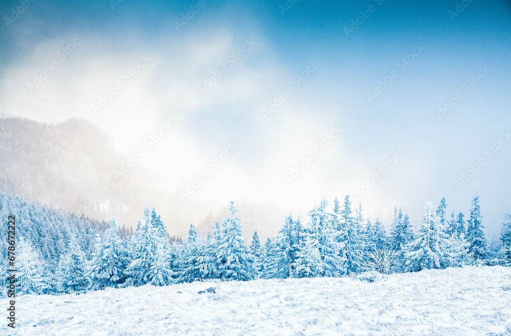 winter landscape with snowy fir trees in the mountains