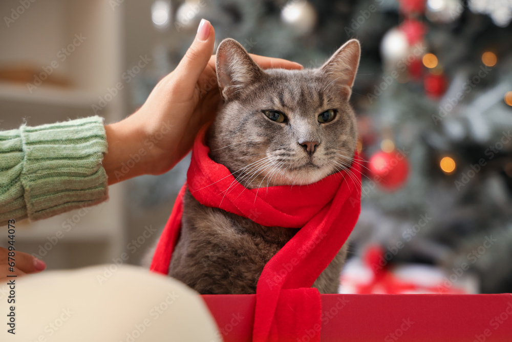 Woman with cute cat in gift box at home on Christmas eve, closeup