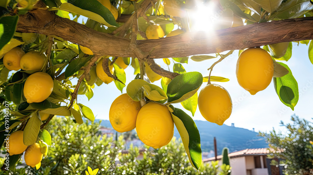 Bunches of fresh yellow ripe lemons on lemon tree branches in Italian garden