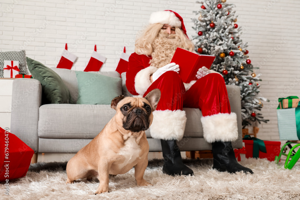 Santa Claus with book and cute French bulldog in room decorated for Christmas