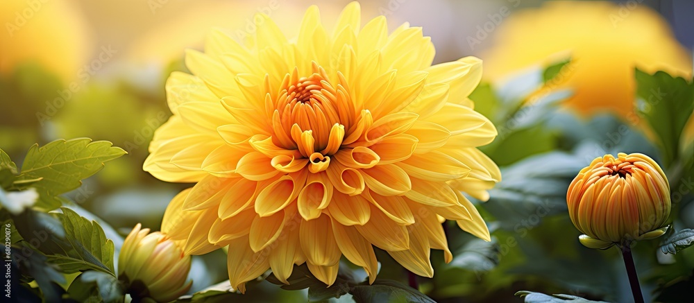 In the summer garden, a beautiful yellow flower blooms, adding a bright and fresh touch to the outdoor scenery. Its closeup reveals the intricate details of the plant, showcasing the vibrant flora in