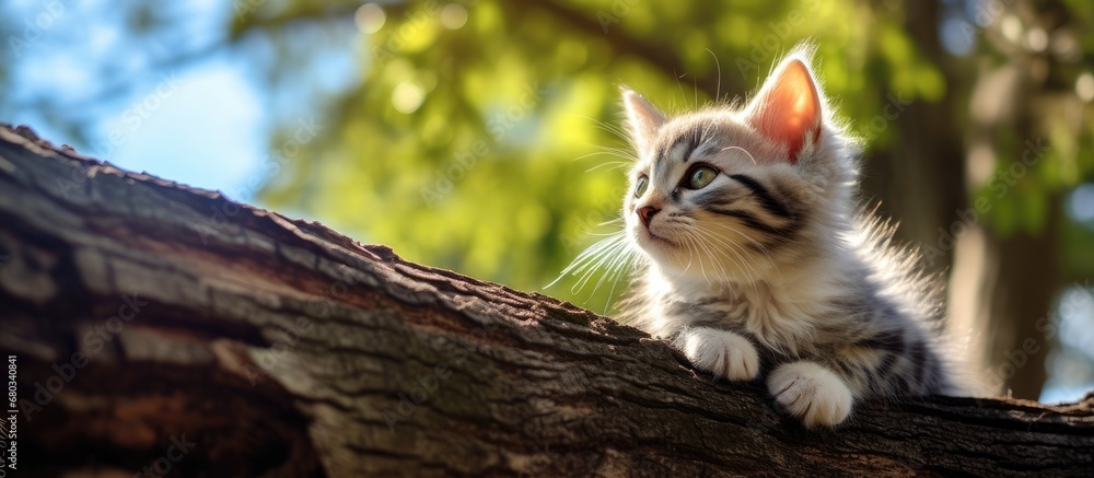 peaceful garden, under the shade of a tall tree, a cute kitten with fluffy fur climbs a branch, all while the blue sky and bokeh background create a mesmerizing backdrop for nature photography