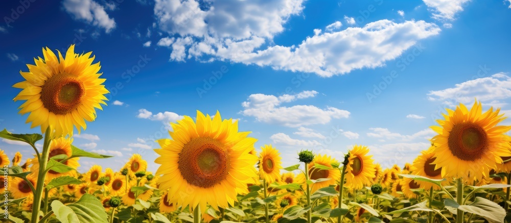 In the midst of a breathtaking summer landscape, the vibrant field of sunflowers reached towards the sky, their golden petals dancing in the sun, captivating the beauty of natures floral symphony