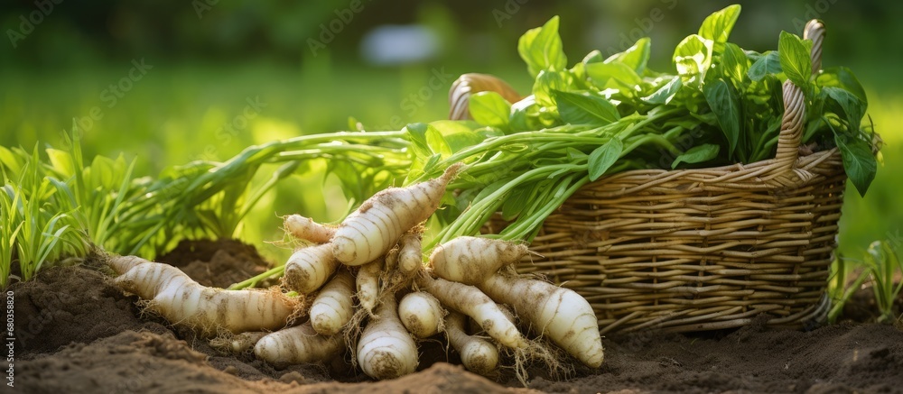 In City, the white roots of the ginger herb are a traditional ingredient in cooking, known for their herbaceous and fragrant nature. The texture of this organic and natural food adds a healthy touch