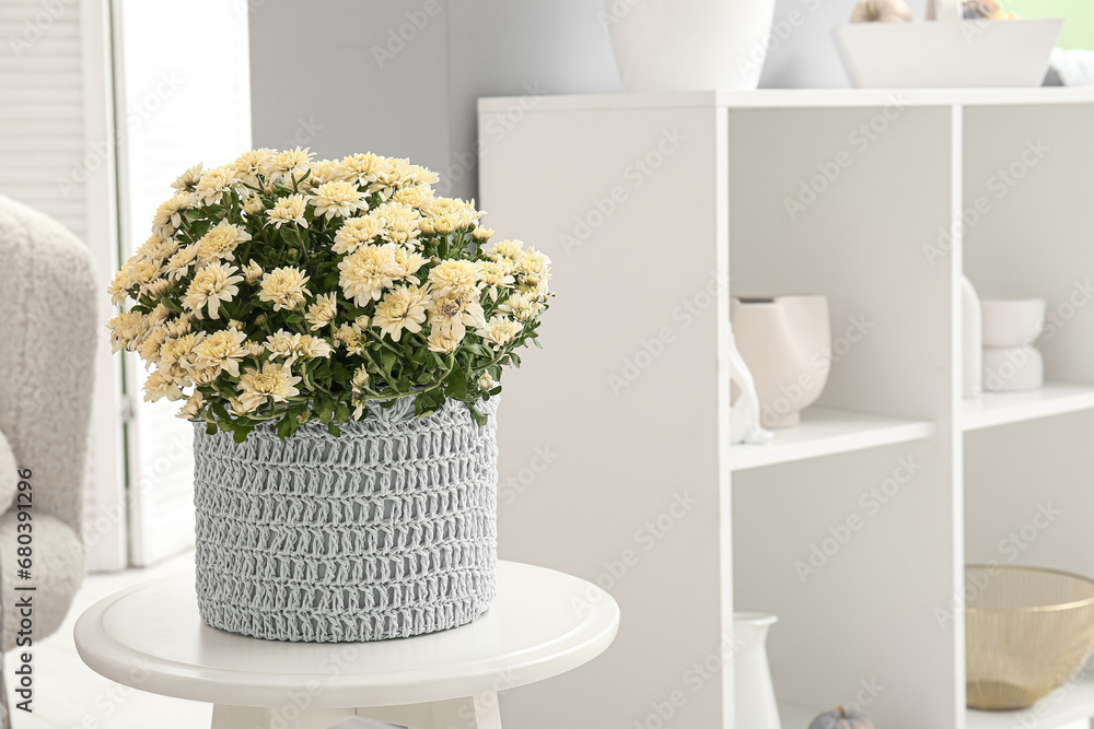 Pot with beautiful chrysanthemum flowers on coffee table in living room, closeup