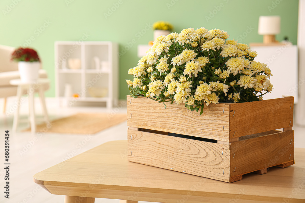 Box with beautiful chrysanthemum flowers on wooden table in living room, closeup