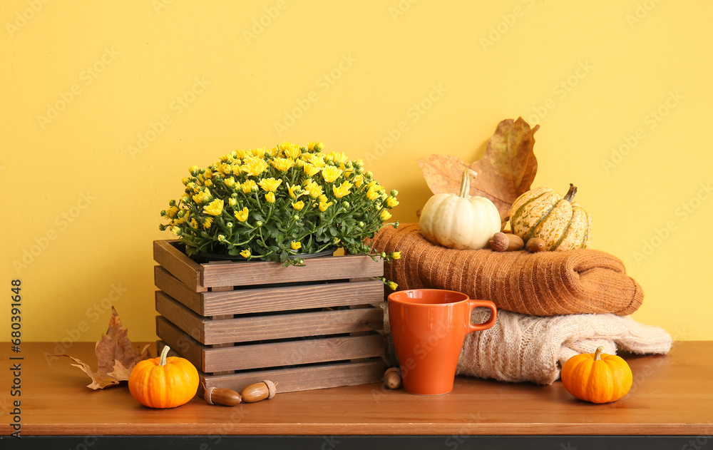 Autumn composition with chrysanthemum flowers, pumpkins and warm clothes on wooden table near yellow wall