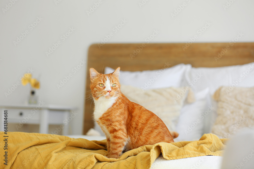 Cute red cat sitting on blanket in bedroom