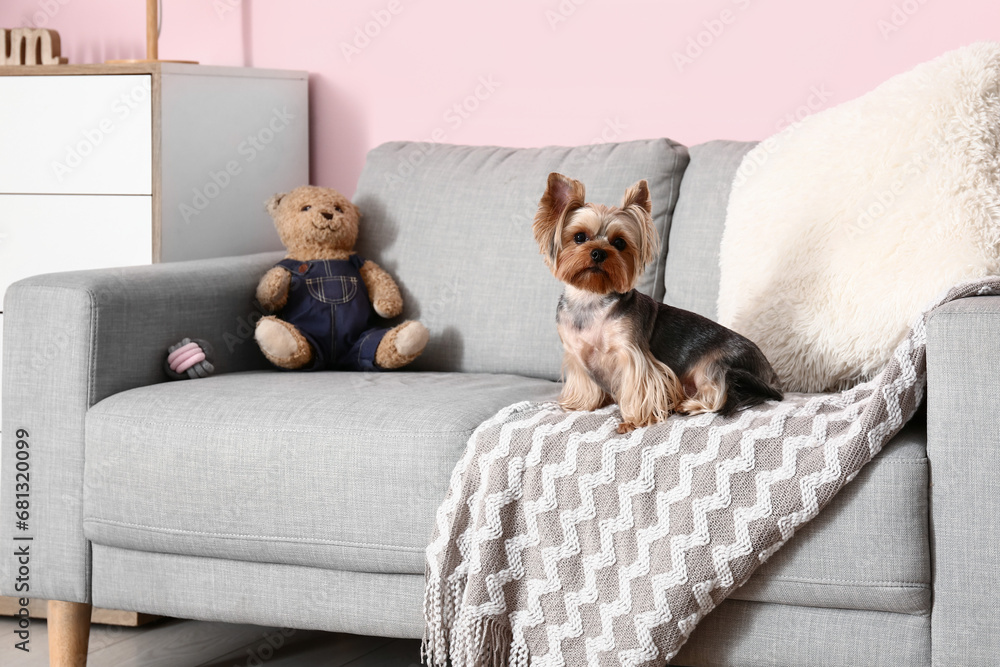 Cute small Yorkshire terrier dog sitting on sofa in room