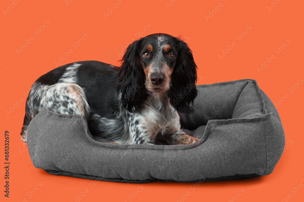 Cute cocker spaniel lying in pet bed on orange background